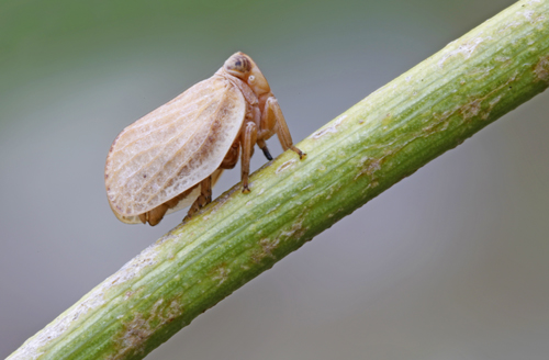 Issidae?